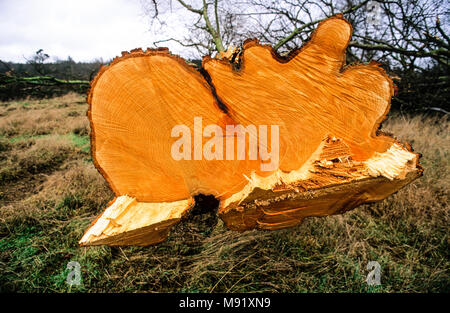 Les arbres abattus, la construction de routes de contournement de Newbury et protestations , Newbury, Berkshire, Angleterre. Banque D'Images