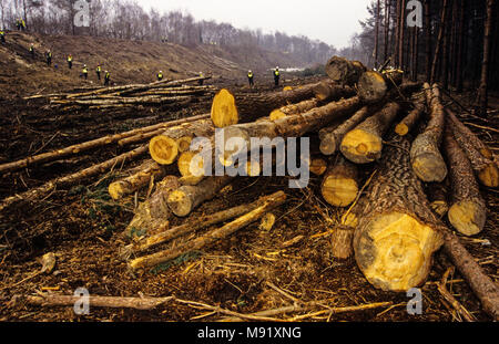 Les arbres abattus, la construction de routes de contournement de Newbury et protestations , Newbury, Berkshire, Angleterre. Banque D'Images