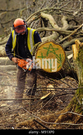 Entrepreneur de couper les arbres avec tronçonneuse, la construction de routes de contournement de Newbury et protestations , Newbury, Berkshire, Angleterre. Banque D'Images