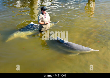 Tin Can Bay, Queensland, Australie - le 24 décembre 2017. Les balanes Dolphin Center volunteer debout dans l'eau avec deux dauphins à bosse de l'Australie Banque D'Images