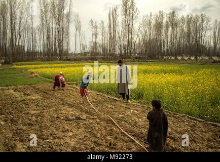 Srinagar, au Cachemire sous contrôle indien. Mar 21, 2018. Une famille du Cachemire travaille dans un champ au milieu des fleurs de moutarde dans Panzan village à environ 25 km au sud-ouest de Srinagar, la capitale d'été du Cachemire sous contrôle indien, le 21 mars 2018. Credit : Javed Dar/Xinhua/Alamy Live News Banque D'Images