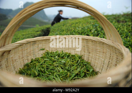 Anshun, dans la province du Guizhou en Chine. Mar 21, 2018. Un agriculteur choisit les feuilles de thé dans un jardin de thé à Xinbao Village d'Anshun City, au sud-ouest de la province du Guizhou, en Chine, le 21 mars 2018. Crédit : Yang Wenbin/Xinhua/Alamy Live News Banque D'Images