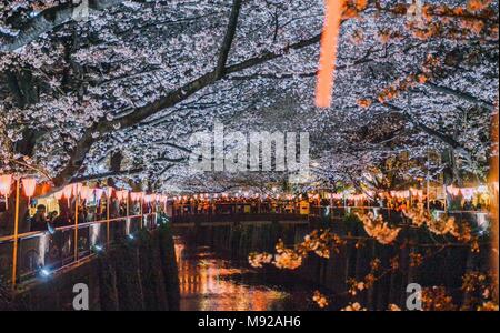 Tokyo, Tokyo, la Chine. Mar 22, 2018. Paysage de nuit des cerisiers en fleurs à Meguro River à Tokyo, Japon. La rivière Meguro (Meguro-gawa) est une rivière qui s'écoule à travers Tokyo, Japon. Les berges sont largement paysagées et agir comme un espace vert urbain pour les collectivités le long de sa longueur. La rivière est un lieu populaire pour ses cerisiers en fleurs au printemps. Crédit : SIPA Asie/ZUMA/Alamy Fil Live News Banque D'Images