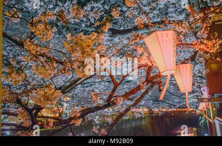 Tokyo, Tokyo, la Chine. Mar 22, 2018. Paysage de nuit des cerisiers en fleurs à Meguro River à Tokyo, Japon. La rivière Meguro (Meguro-gawa) est une rivière qui s'écoule à travers Tokyo, Japon. Les berges sont largement paysagées et agir comme un espace vert urbain pour les collectivités le long de sa longueur. La rivière est un lieu populaire pour ses cerisiers en fleurs au printemps. Crédit : SIPA Asie/ZUMA/Alamy Fil Live News Banque D'Images