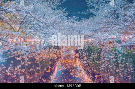 Tokyo, Tokyo, la Chine. Mar 22, 2018. Paysage de nuit des cerisiers en fleurs à Meguro River à Tokyo, Japon. La rivière Meguro (Meguro-gawa) est une rivière qui s'écoule à travers Tokyo, Japon. Les berges sont largement paysagées et agir comme un espace vert urbain pour les collectivités le long de sa longueur. La rivière est un lieu populaire pour ses cerisiers en fleurs au printemps. Crédit : SIPA Asie/ZUMA/Alamy Fil Live News Banque D'Images