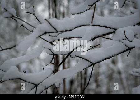 Les branches d'arbre enneigé dans la forêt, thème de l'hiver. Fond d'hiver blanc avec des branches enneigées. Banque D'Images