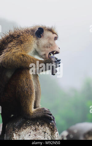 Singe assis et reposant sur la pierre Banque D'Images