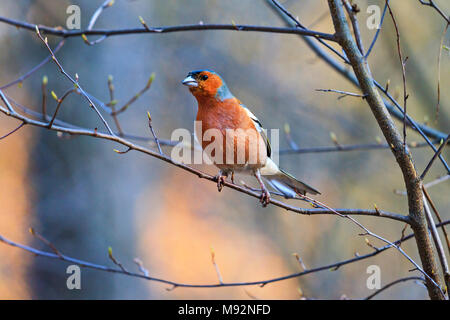 Finch assis sur les branches du printemps Banque D'Images