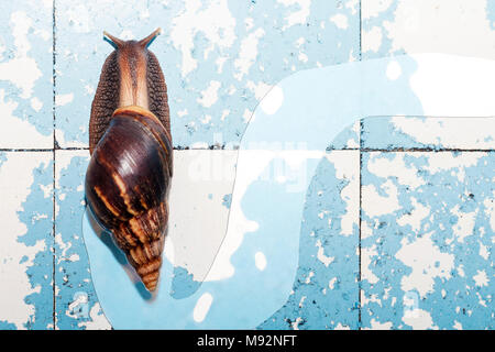 Snail creeps et supprime les fissures sur mur fissuré Banque D'Images