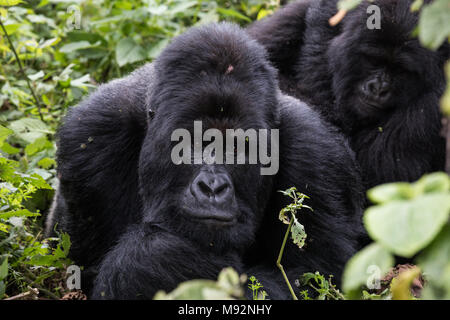 Un gorille de montagne au dos argenté dominant dans le parc national des Virunga, en RDC. Banque D'Images