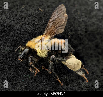 Griseocolis Bombus, F, Côté, MD, PG County Banque D'Images