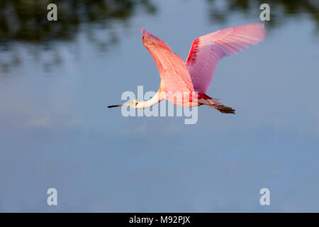 00707-01206 (Roseate Spoonbill Platalea ajaja) battant Viera Wetlands Brevard Comté FL Banque D'Images