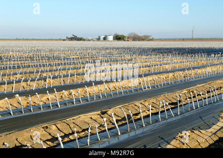 Rangées de boutures greffées & raisin ciré plantés en champ. Banque D'Images