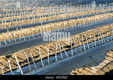 Rangées de boutures greffées & raisin ciré plantés en champ. Banque D'Images