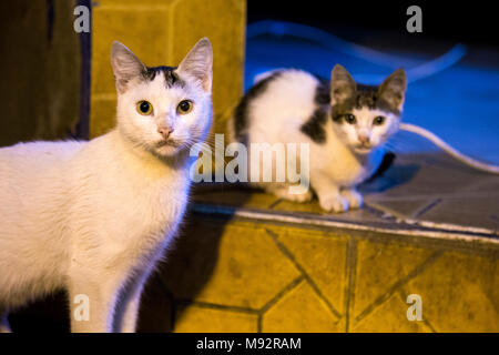 Les chats sans-abri dans les souks de la médina de Marrakech, Maroc Banque D'Images