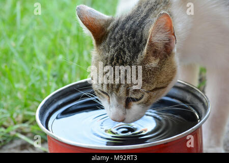 Chat domestique l'eau potable de pot rouge sur l'herbe verte dans une chaude journée ensoleillée Banque D'Images