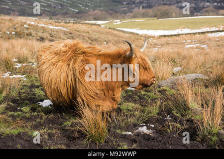 Vache Highland bravant la boue pour obtenir au choix de l'herbe Banque D'Images