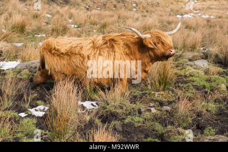 Vache Highland bravant la boue pour obtenir au choix de l'herbe Banque D'Images