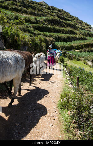 L'Isla del Sol, BOLIVIE - 7 janvier 2018 : une femme non identifiée avec les ânes sur Isla del Sol sur le lac Titicaca. C'est la plus grande île en haute altitu Banque D'Images