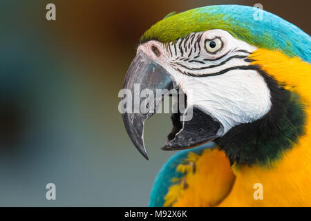 Head shot d'un ara Banque D'Images