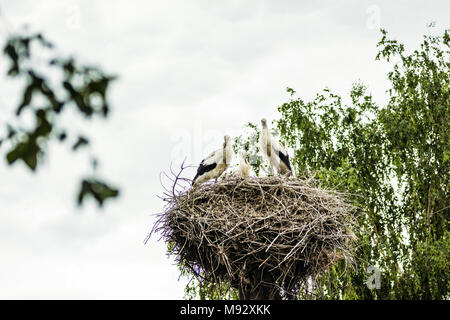 Famille de cigognes dans un nid sur un arbre contre le ciel Banque D'Images
