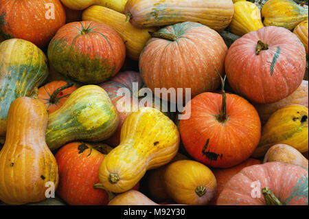 Citrouilles biologiques fraîchement cueillies dans le jardin biologique de la campagne.Abruzzes, Italie, Europe Banque D'Images