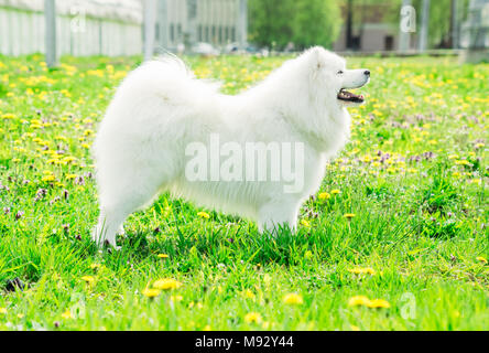 Un beau blanc Samoyède chien sur un livre vert de l'herbe d'été Banque D'Images