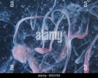 Une goutte de peinture rose gouttes dans l'eau. La photographie abstraite. Close up. Banque D'Images
