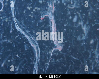Une goutte de peinture rose gouttes dans l'eau. La photographie abstraite. Close up. Banque D'Images