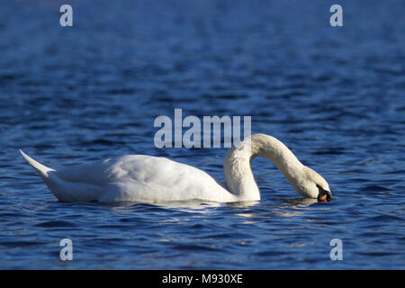 Un Cygne tuberculé Cygnus olor se nourrissant d'eau bleu Banque D'Images