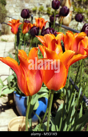 Bright Orange Tulips Banque D'Images