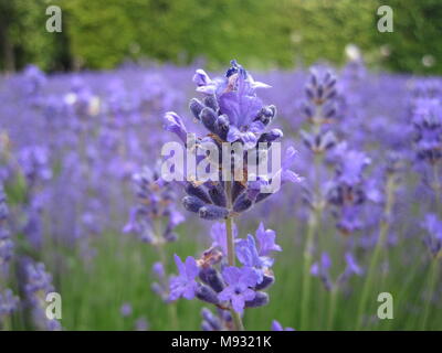 Macro de flor de alfazema, lavanda Banque D'Images