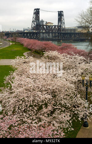 Les fleurs de cerisier en pleine floraison des arbres le long de l'Oregon Portland downtown waterfront pendant la saison du printemps Banque D'Images