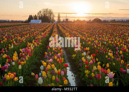 Coucher de soleil sur les champs de fleurs de tulipes colorées pendant la saison du printemps tulip festival à Woodburn Oregon Banque D'Images