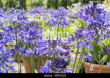 Agapanthus Midnight Star, dans le jardin de fleurs de mauve Banque D'Images