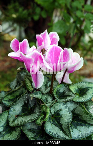 La fleuriste, Cyklamen cyclamen (Cyclamen persicum) Banque D'Images