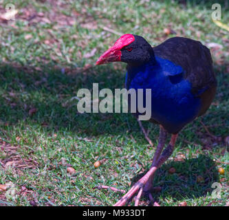 Pukeko dans le parc Banque D'Images