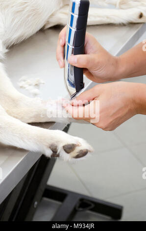 Image d'un chien au cours des ergot dépose dans une clinique vétérinaire. Banque D'Images