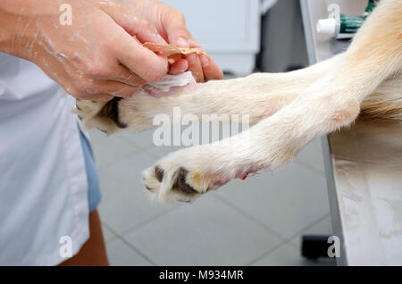 Image d'un chien au cours des ergot dépose dans une clinique vétérinaire. Banque D'Images