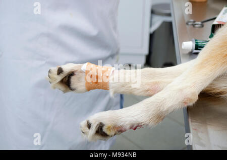 Image d'un chien au cours des ergot dépose dans une clinique vétérinaire. Banque D'Images