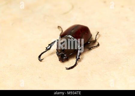 Ponderosa sur plancher de béton background Banque D'Images