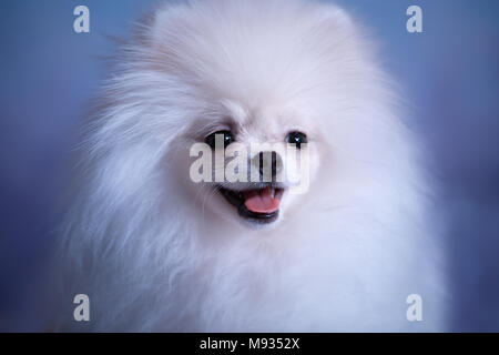 Mignon chiot Blanc moelleux Banque D'Images