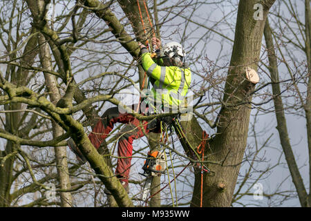 Élagage d'arbres et enlèvement de branches, équipement, lop, saut, jardinier, Élagage, abattage, arbre, travail, rogner, Outil, branches de saut, réduction de la couronne, éclaircie de la couronne par un arboriste professionnel, chirurgiens d'arbres qualifiés travaillant à BS 3998 (recommandations pour le travail d'arbres) à Southport, Merseyside, Royaume-Uni Banque D'Images