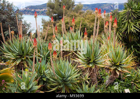 L'aloès (Aloe vera) au jardin de la Villa Ephrussi de Rothschild, le Cap Ferrat, au sud de la France, Var, Cote d'Azur, France, Europe Banque D'Images