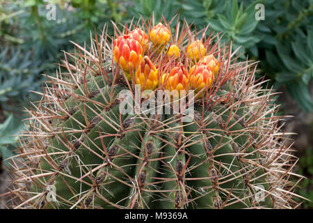 Lime mexicaine (cactus Ferocactus pilosus) à la Villa Ephrussi de Rothschild, le Cap Ferrat, au sud de la France, Var, Cote d'Azur, France, Europe Banque D'Images