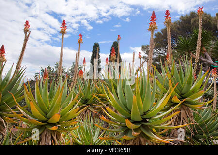 L'aloès (Aloe vera) au jardin de la Villa Ephrussi de Rothschild, le Cap Ferrat, au sud de la France, Var, Cote d'Azur, France, Europe Banque D'Images