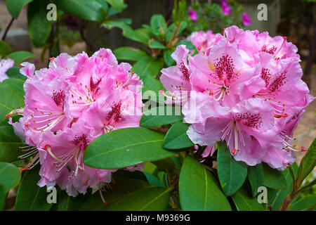 Azalee, Rhododendron, floraison, jardin de la Villa Ephrussi de Rothschild, le Cap Ferrat, au sud de la France, Var, Cote d'Azur, France, Europe Banque D'Images