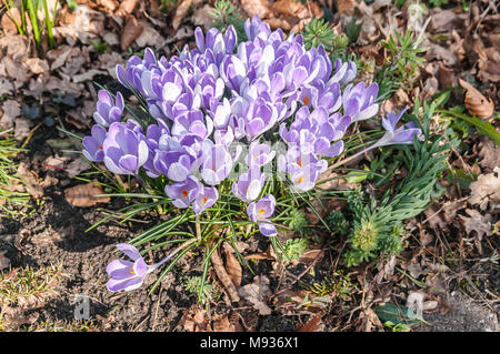 La photo en gros plan de belles tulipes violet dans la nature Banque D'Images