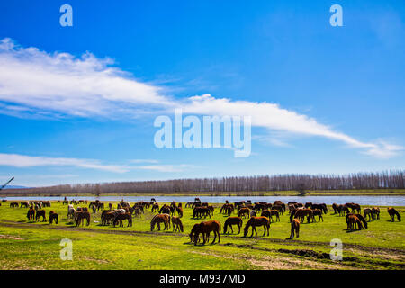 Le pâturage des chevaux à côté de la rivière Strymon El Capistan Dtape dans le Nord de la Grèce. Banque D'Images