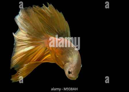 Poissons de combat siamois,longue queue demi-lune jaune(HMPK),Betta Splendens isolé sur fond noir avec le chemin de détourage. Banque D'Images